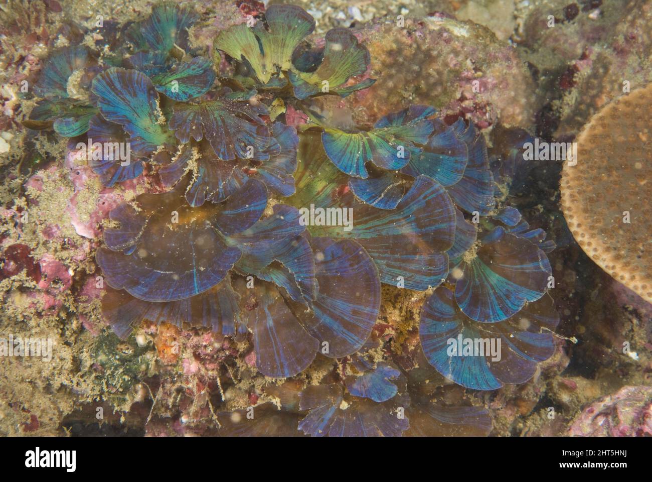 Iridescent fan algae (Distromium flabellatum), a flattened dark brown alga that sometimes possesses an iridescent sheen. Stock Photo