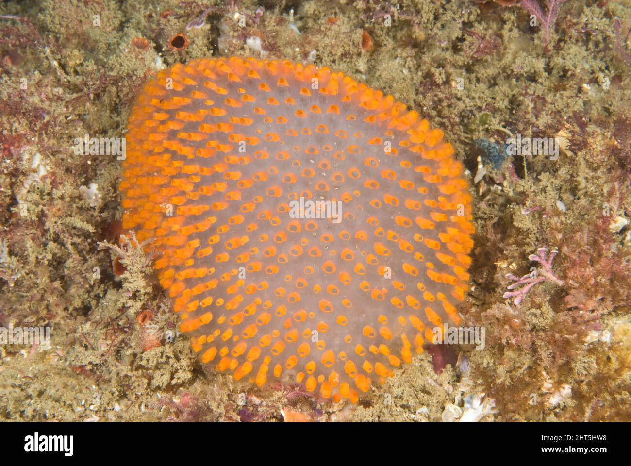 Giant jelly ascidian (Polycitor giganteus), a colonial animal with numerous retractible zooids usually embedded together within a test. Stock Photo