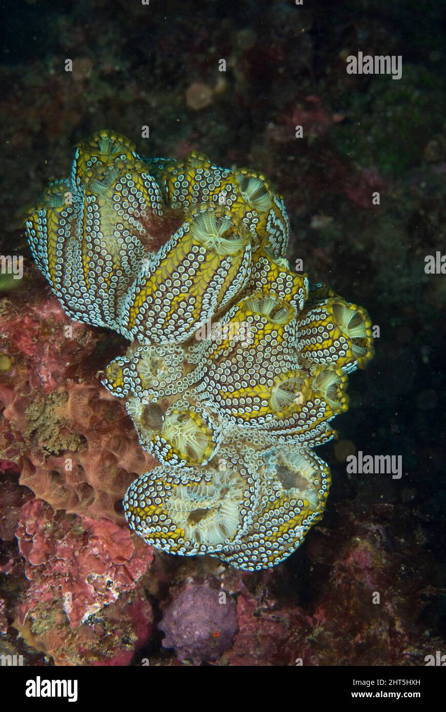 Magnificent ascidians (Botrylloides magnicoecum). The base colour can range from blue to purple but the gold patterning is common to all specimens. Stock Photo