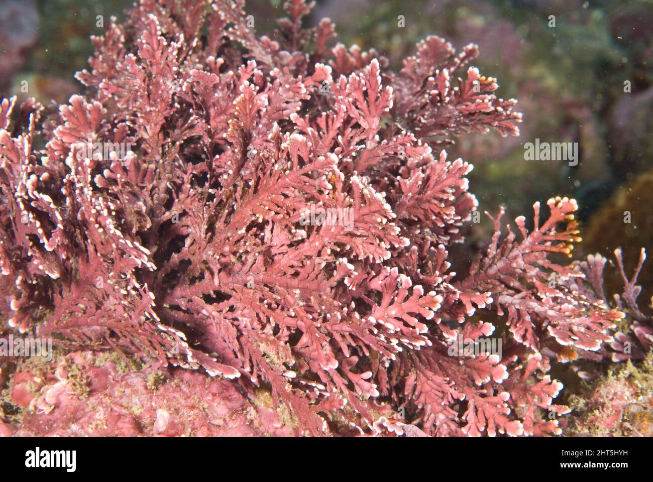 Red coralline algae (Amphiroa sp.), a red alga. The fronds are reinforced with calcium carbonate that the plant has taken from the water. Stock Photo