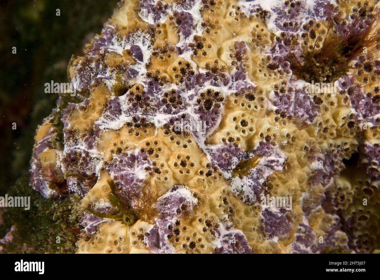 Dark ascidians (Botrylloides leachi), among the most variable of all ascidian species. It is an encrusting species and can occur in all colours. Stock Photo