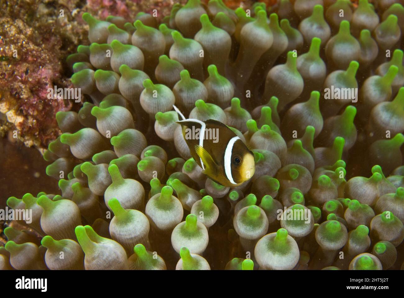 Clark's anemonefish  (Amphiprion clarkii), juvenile in its host, Bubbletip anemone, also called Bulb-tentacle sea anemone (Entacmaea quadricolor). Stock Photo