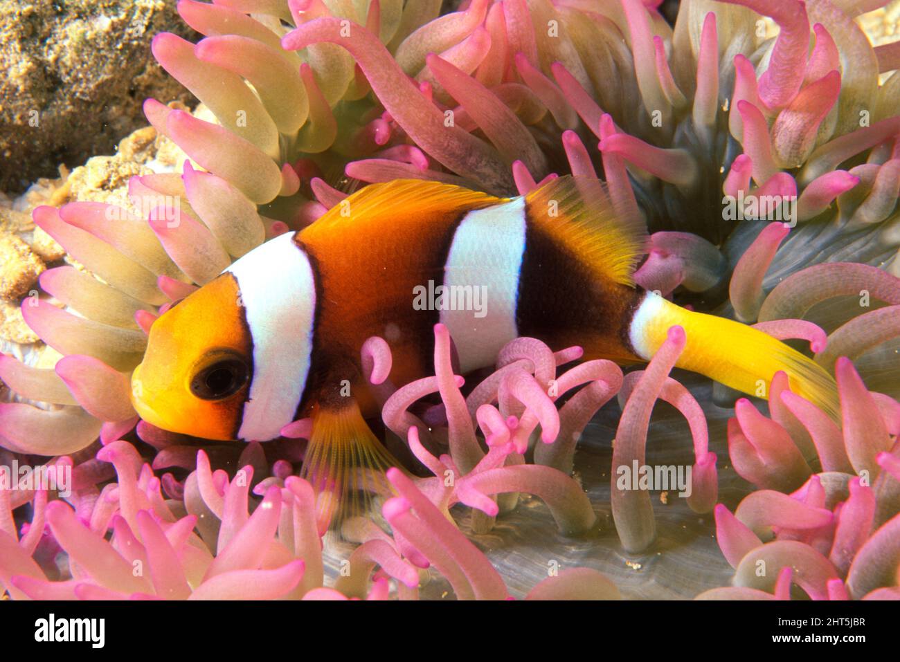 Yellowtail clownfish (Amphiprion clarkii), juvenile sleeping in a small anemone at night. Papua New Guinea Stock Photo