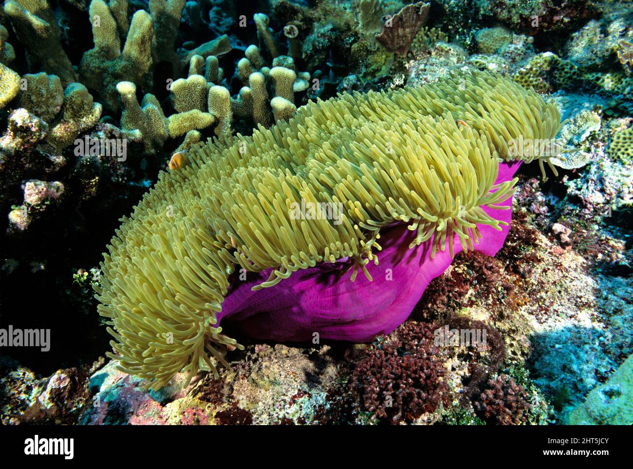 Magnificent sea anemone (Heteractis magnifica), with symbiotic Pink anemonefish (Amphiprion perideraion). The anemone can grow to a metre across. Stock Photo