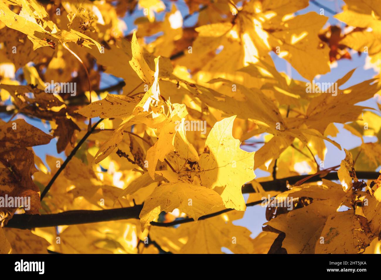 Closeup shot of golden autumn leaves on the branches of a tree in ...