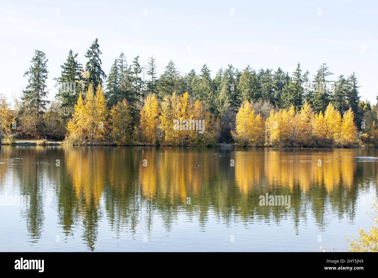 Closeup of trees and its reflection in the lake Stock Photo - Alamy