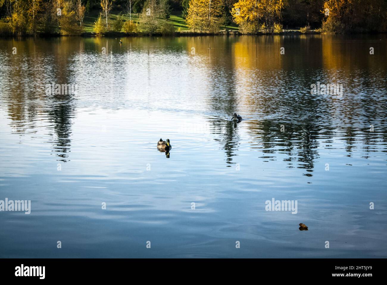 Closeup of trees and its reflection in the lake Stock Photo - Alamy