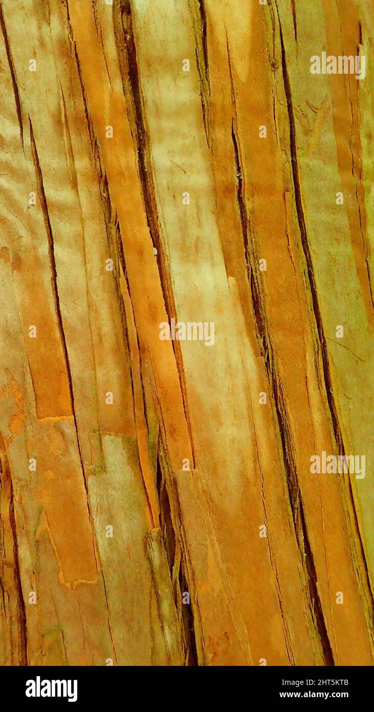Fissured and golden,  the bark of a tree in the Olearia family. Stock Photo