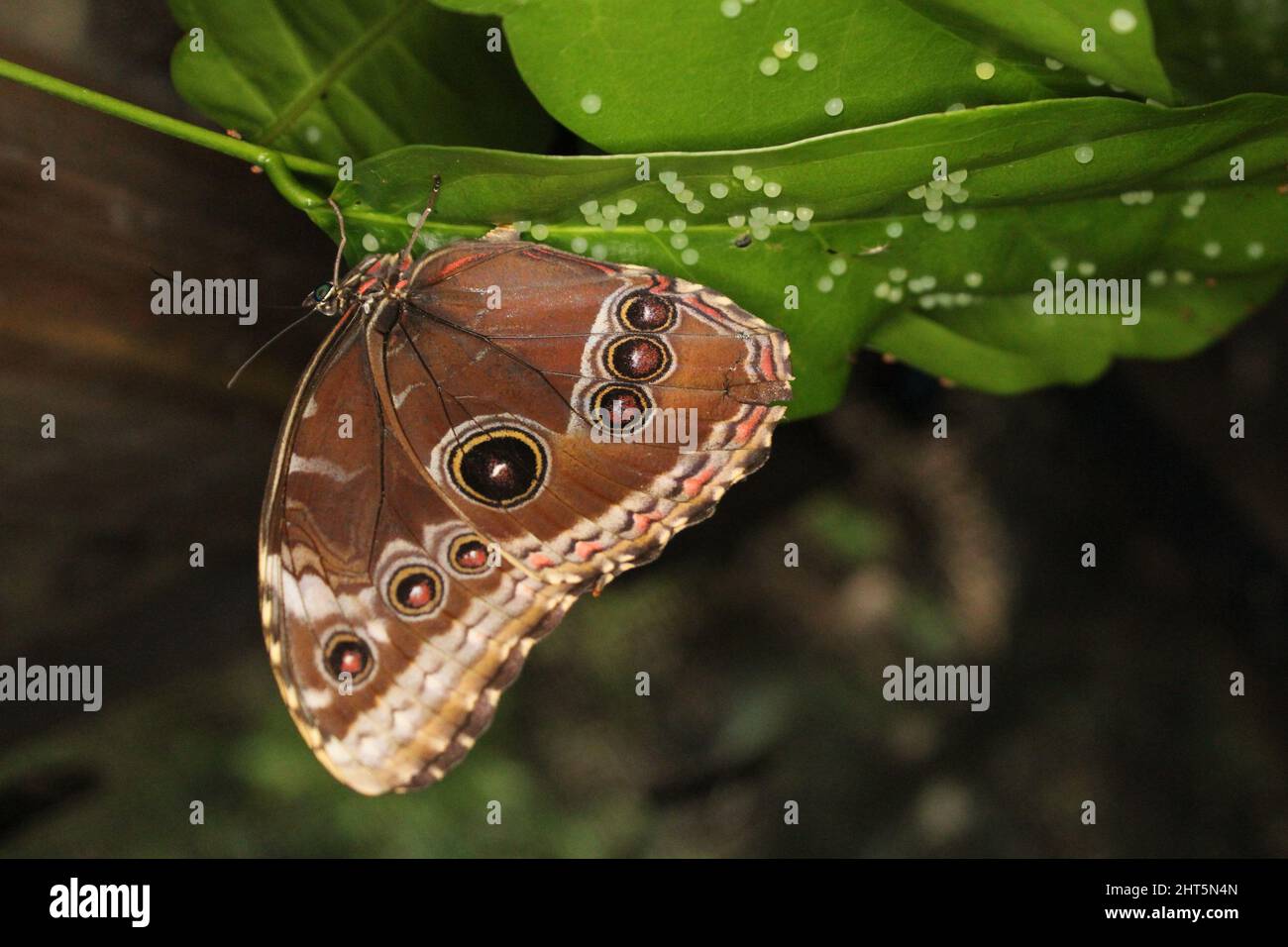 a female Blue Morpho butterfly (Morpho peleides) egg laying on a green