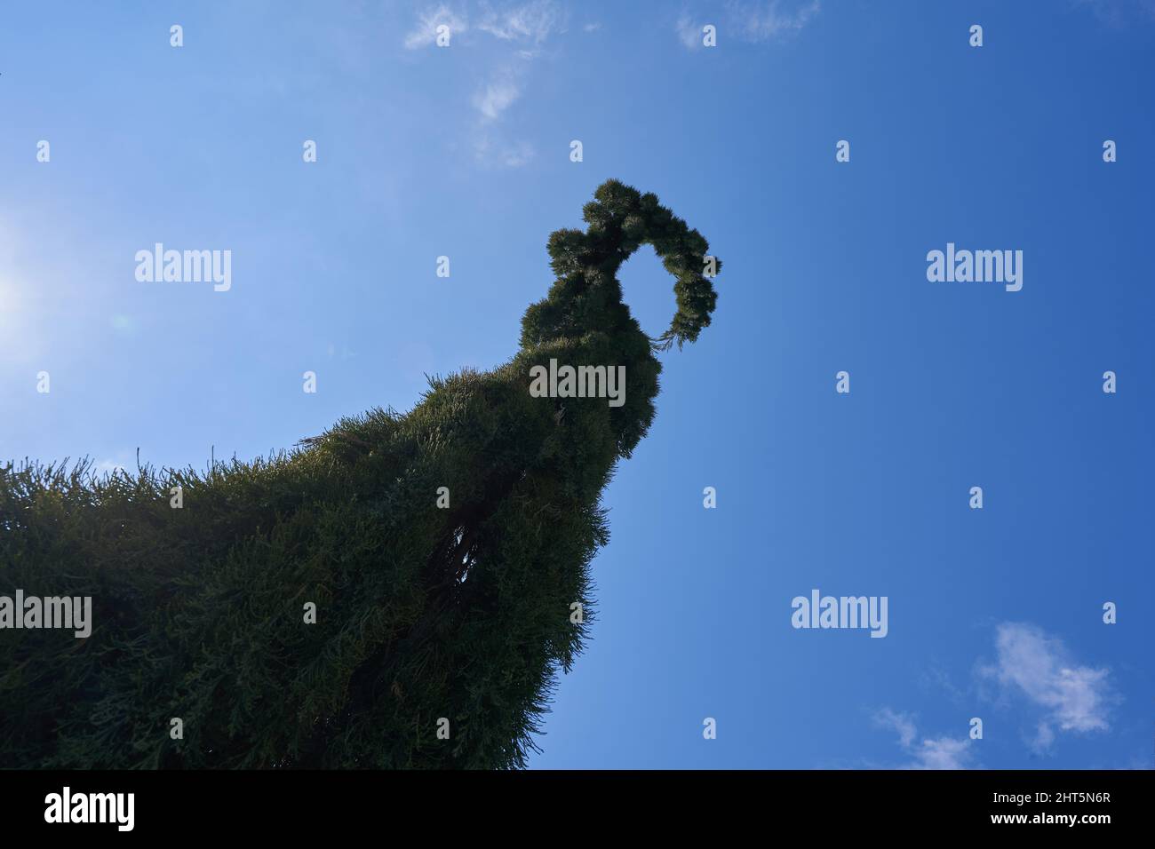 Tree Sequoiadendron giganteum, Pendulum (Hänge-Mammutbaum). Plant oblique from below, blue sky in the background. Small clouds. Stock Photo