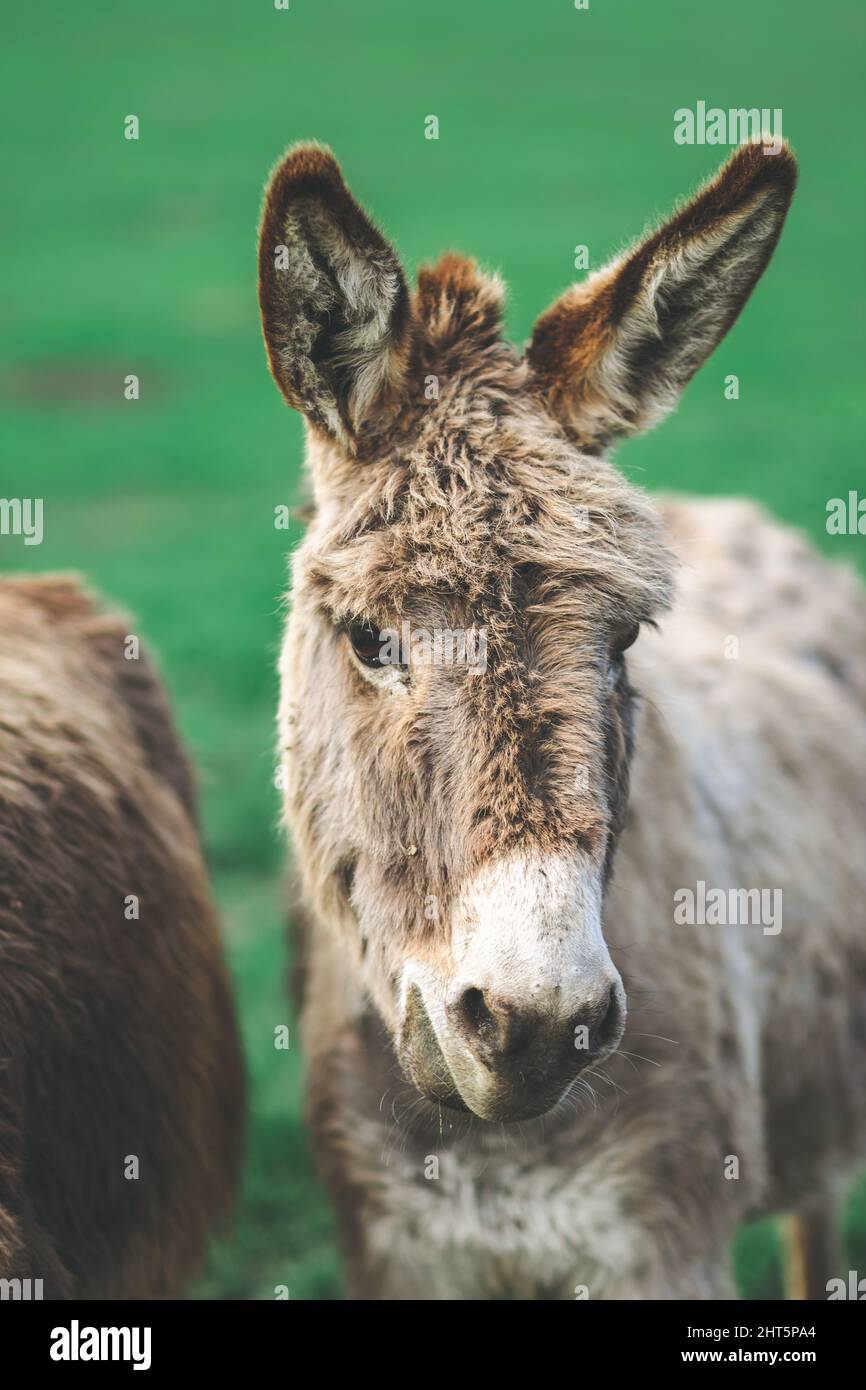 Vertical shot of a donkey face in a green background Stock Photo - Alamy