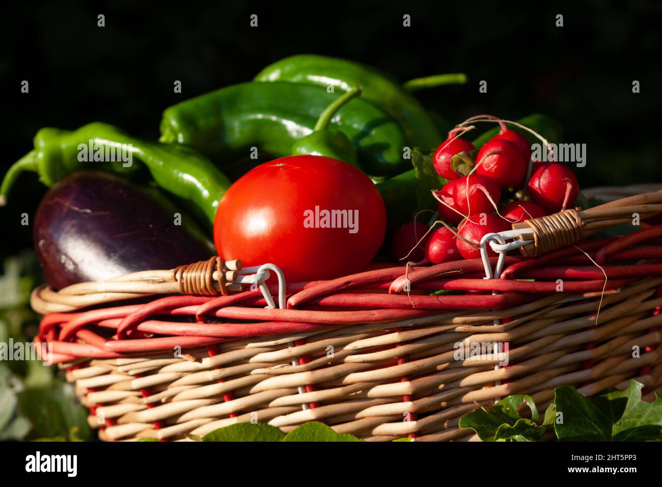Basket with freshly picked vegetables on green leaves on a dark blurred background Stock Photo