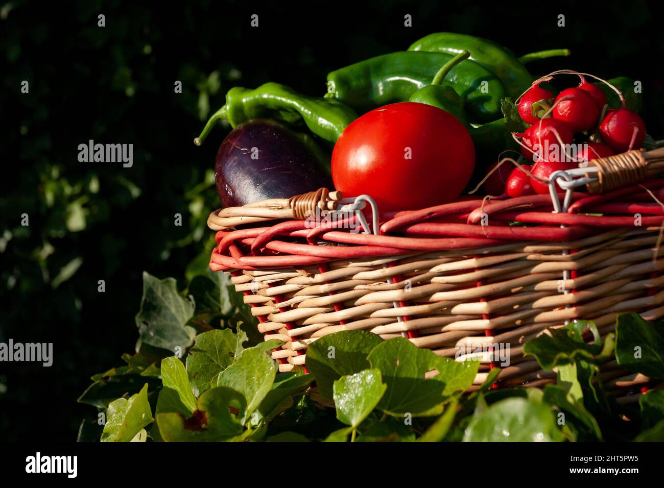 Basket with freshly picked vegetables on green leaves on a dark blurred background Stock Photo