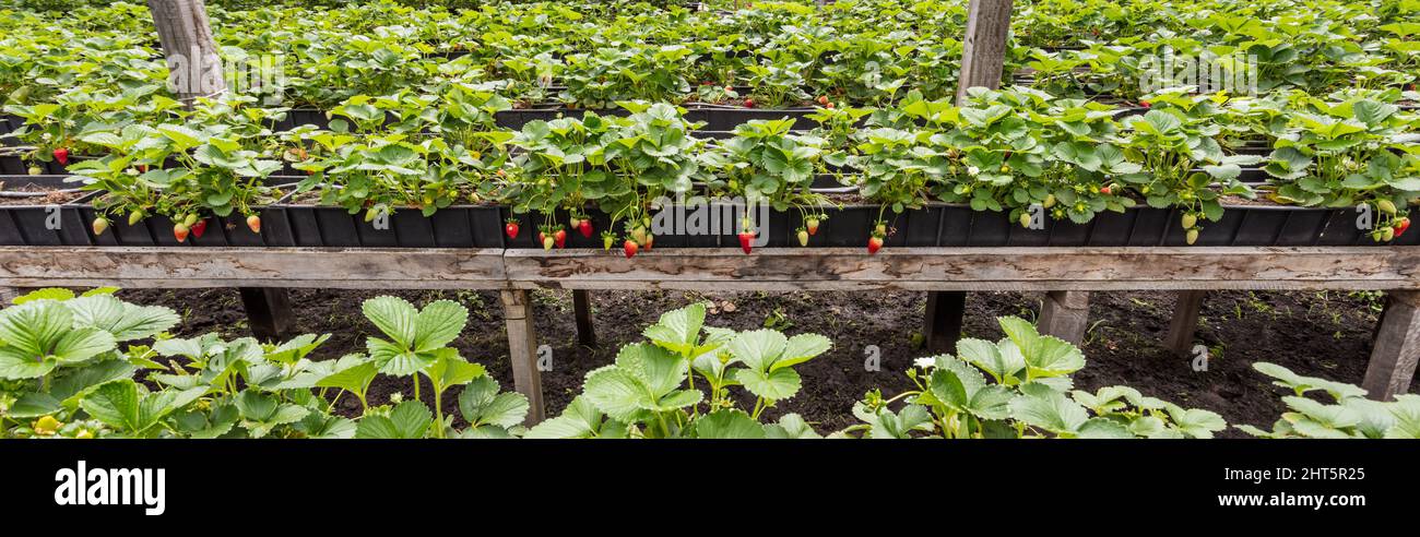Panorama of a greenhouse with a strawberry plantation Stock Photo - Alamy