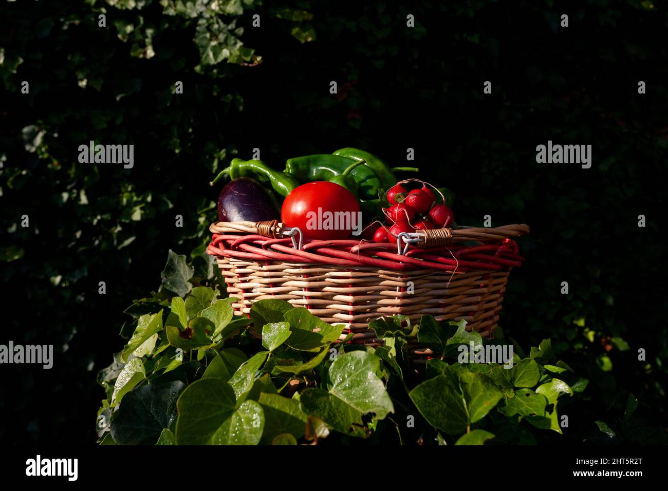 Basket with freshly picked vegetables on green leaves on a dark blurred background Stock Photo