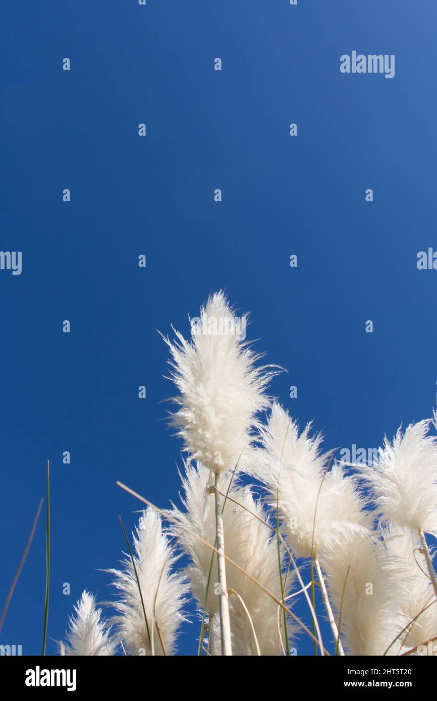 Premium AI Image | Green Grass In The Sky