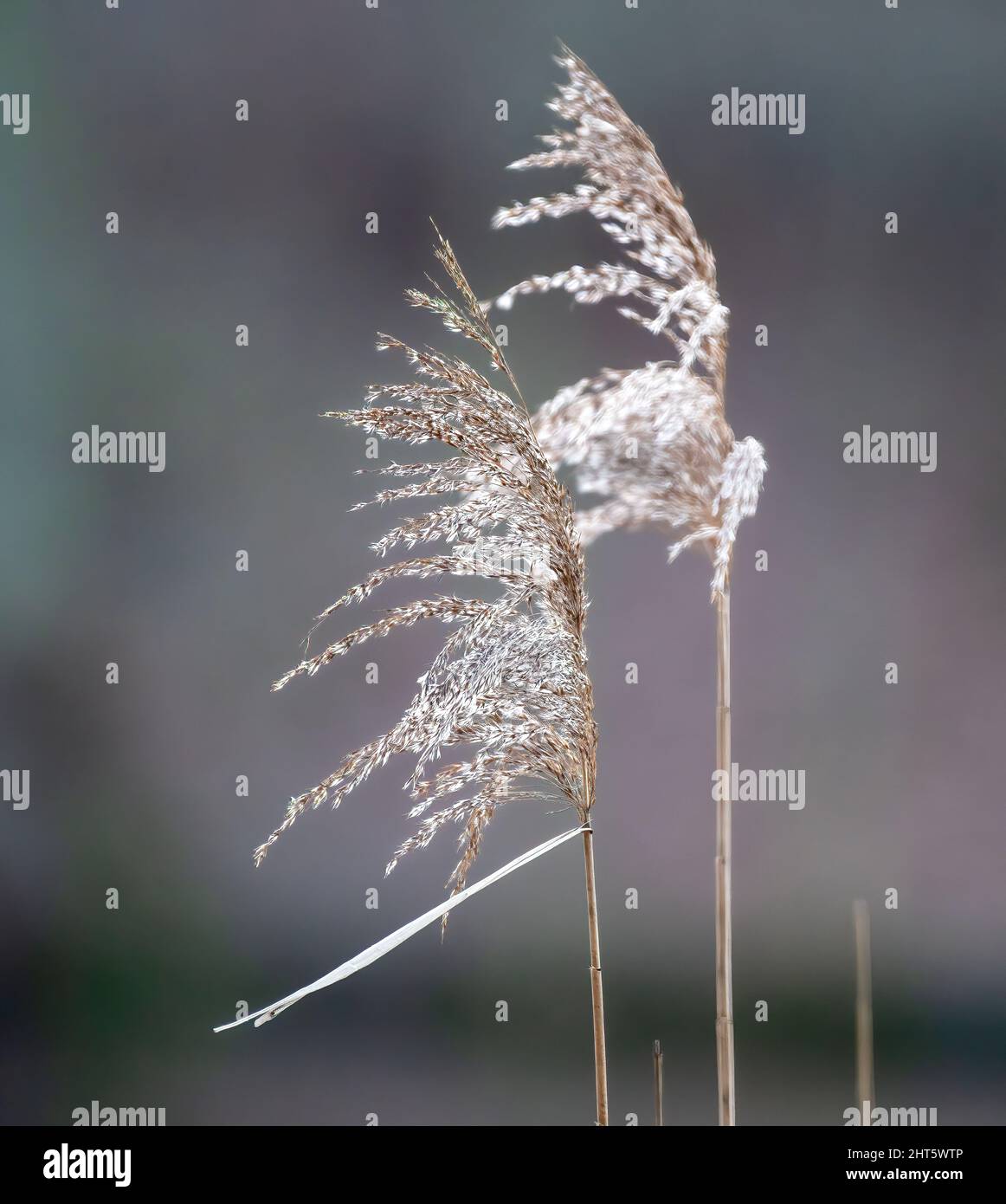 Closeup shot reeds plants hi-res stock photography and images - Alamy