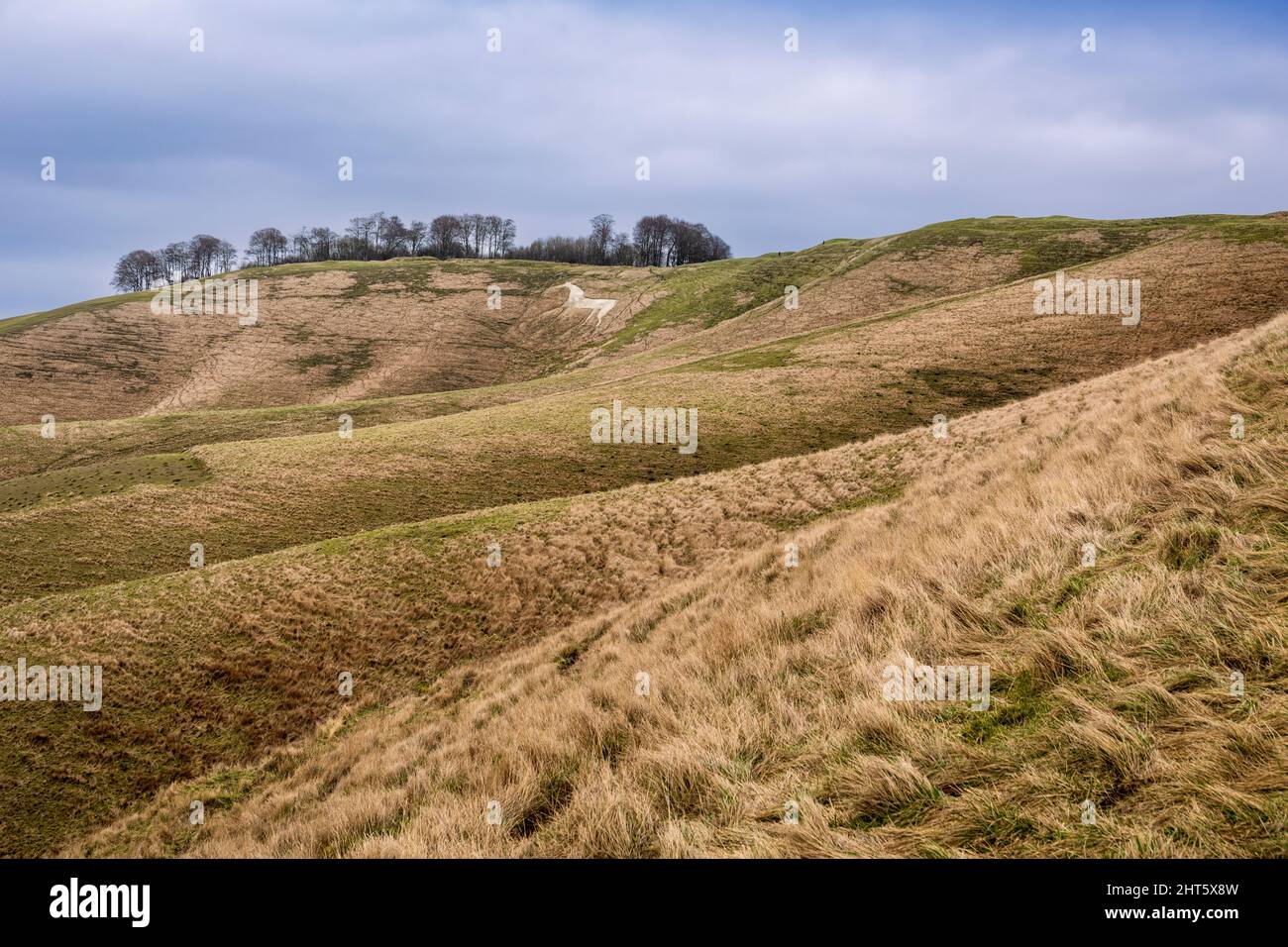 The white horse of Cherhill on the Marlborough Downs North Wessex Wiltshire south west England Stock Photo
