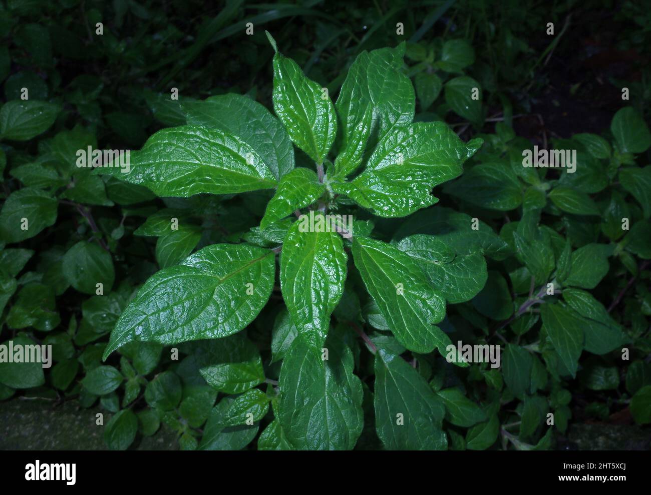 Pellitory (parietaria officinalis) in nature Stock Photo