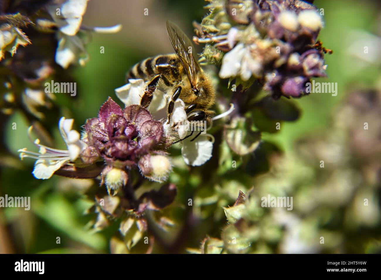 Macro shot of a bee on a Bombus veteranus Stock Photo