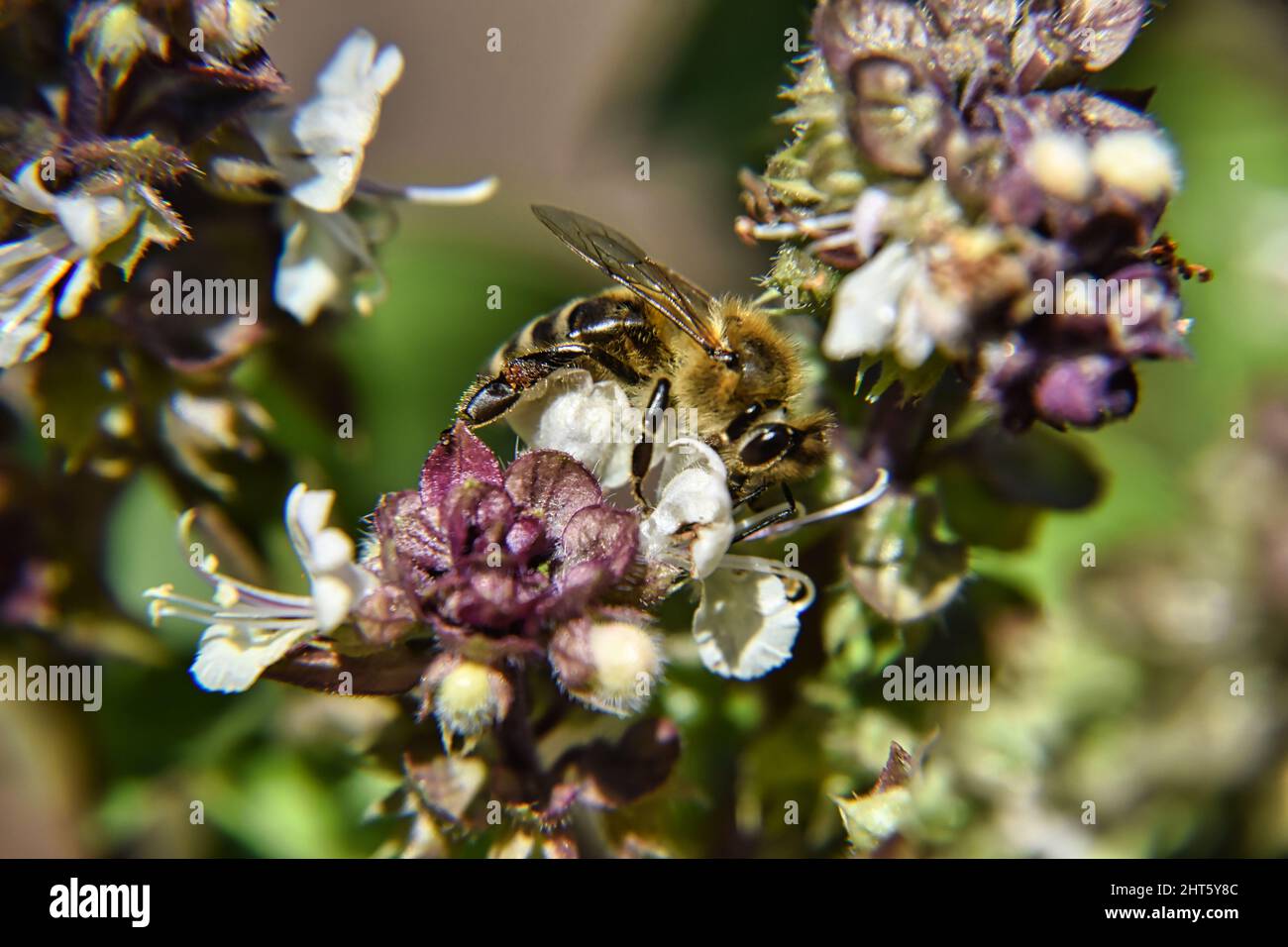 A macro shot of a bee on a Bombus veteranus Stock Photo