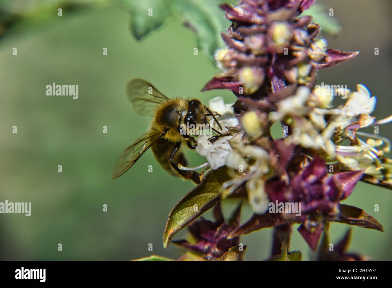 Macro shot of a bee on a Bombus veteranus Stock Photo