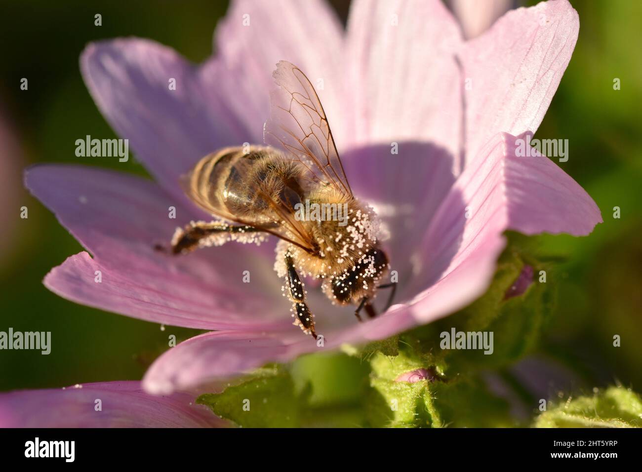 Close-up shot of a honey bee sitting on a purple flower Stock Photo - Alamy