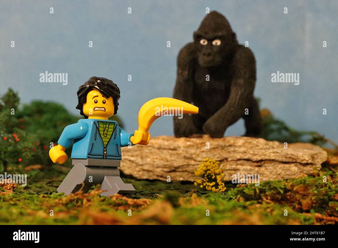 Male Lego figurine in the jungle with an orangutan toy. Stock Photo