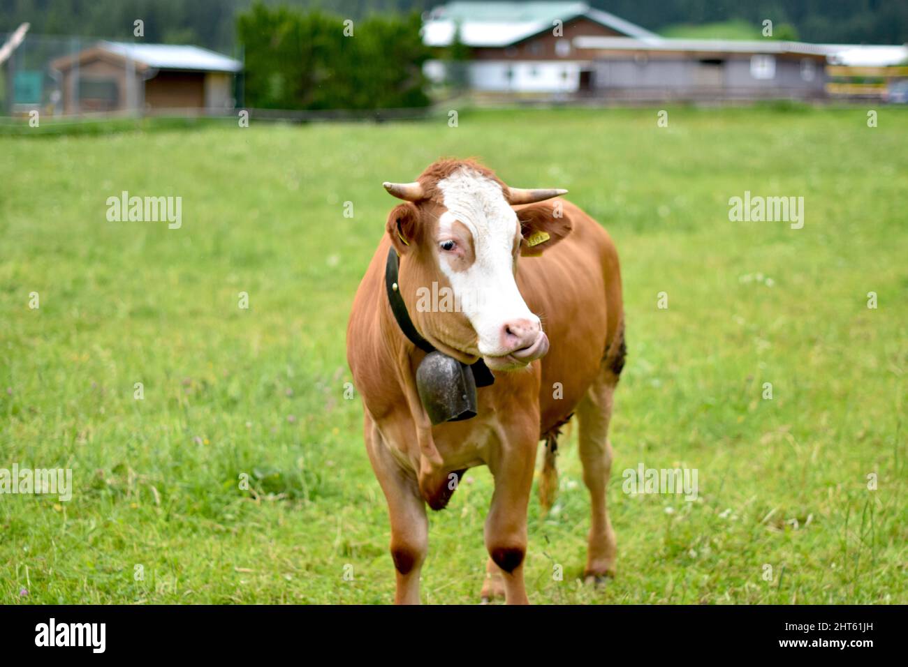 Beautiful shot of a cow in a field Stock Photo - Alamy