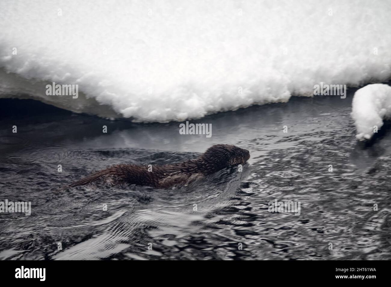A young otter on the freezing northern river. Prefers rivers with pools, whirls, rapids that do not freeze in winter. In winter, otters leave their fa Stock Photo