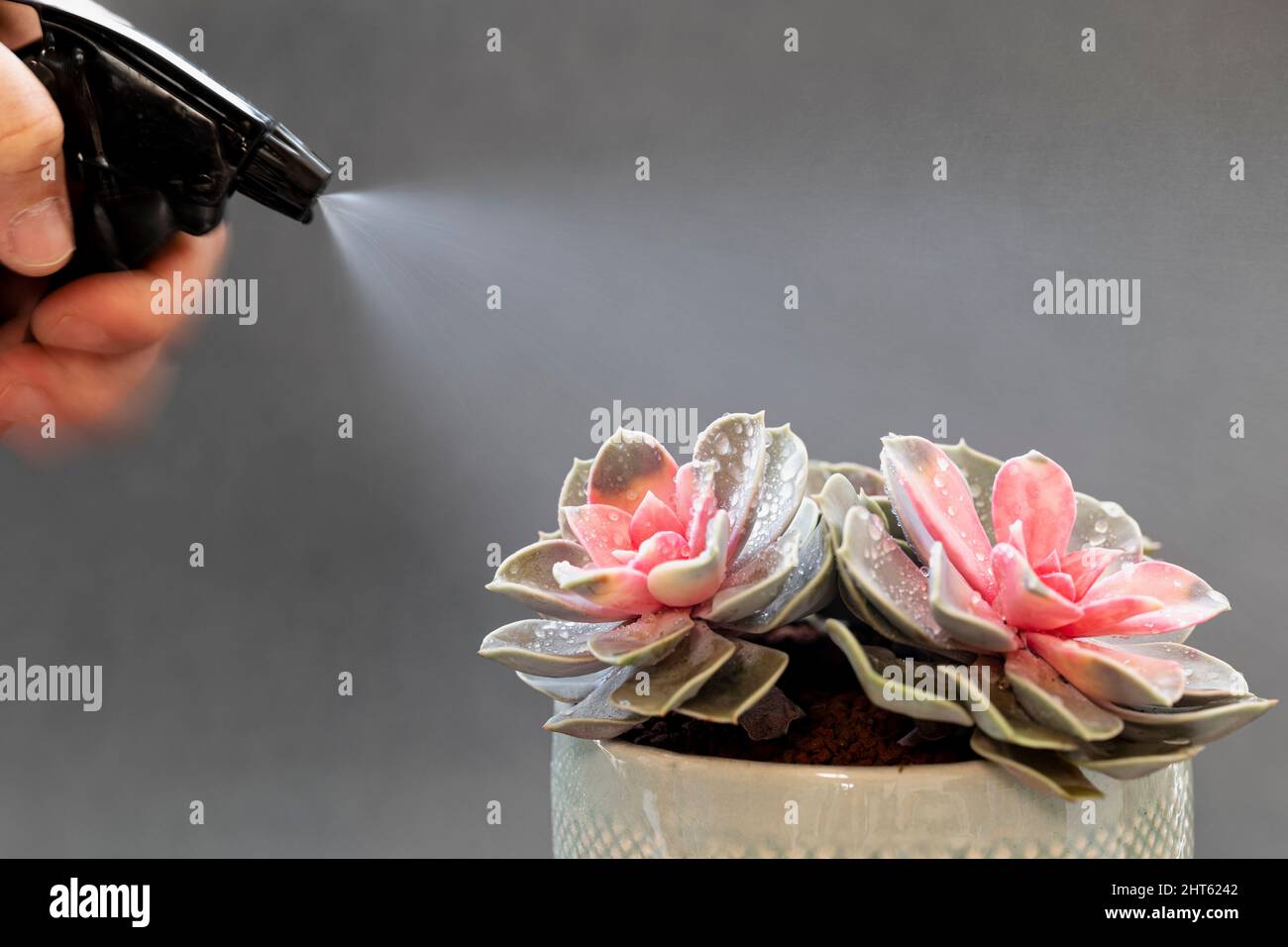 spray water to plant Stock Photo Alamy