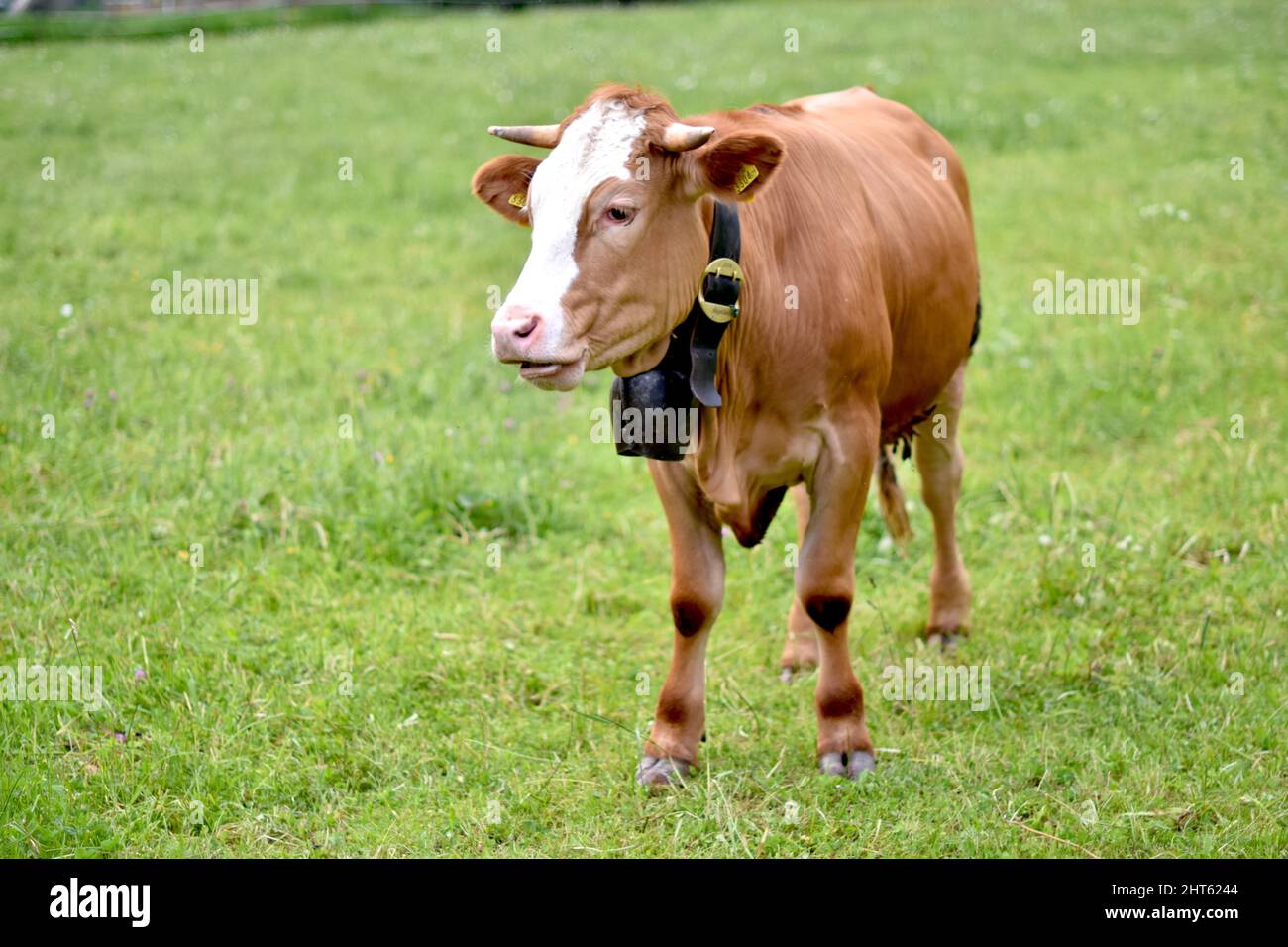 Beautiful shot of a cow in a field Stock Photo - Alamy