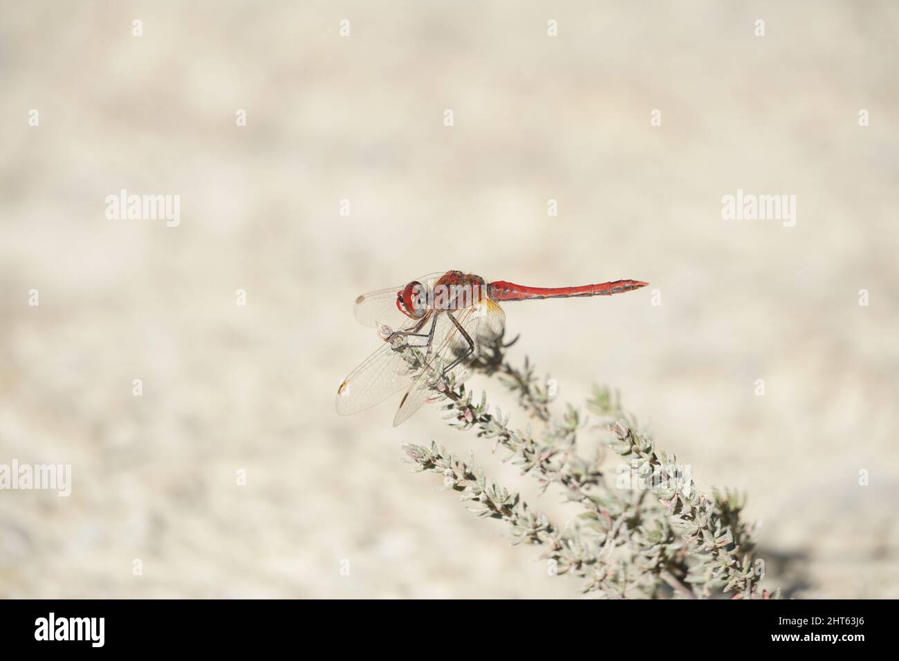 Closeup shot of a red dragonfly sitting on the top of a flower - white ...