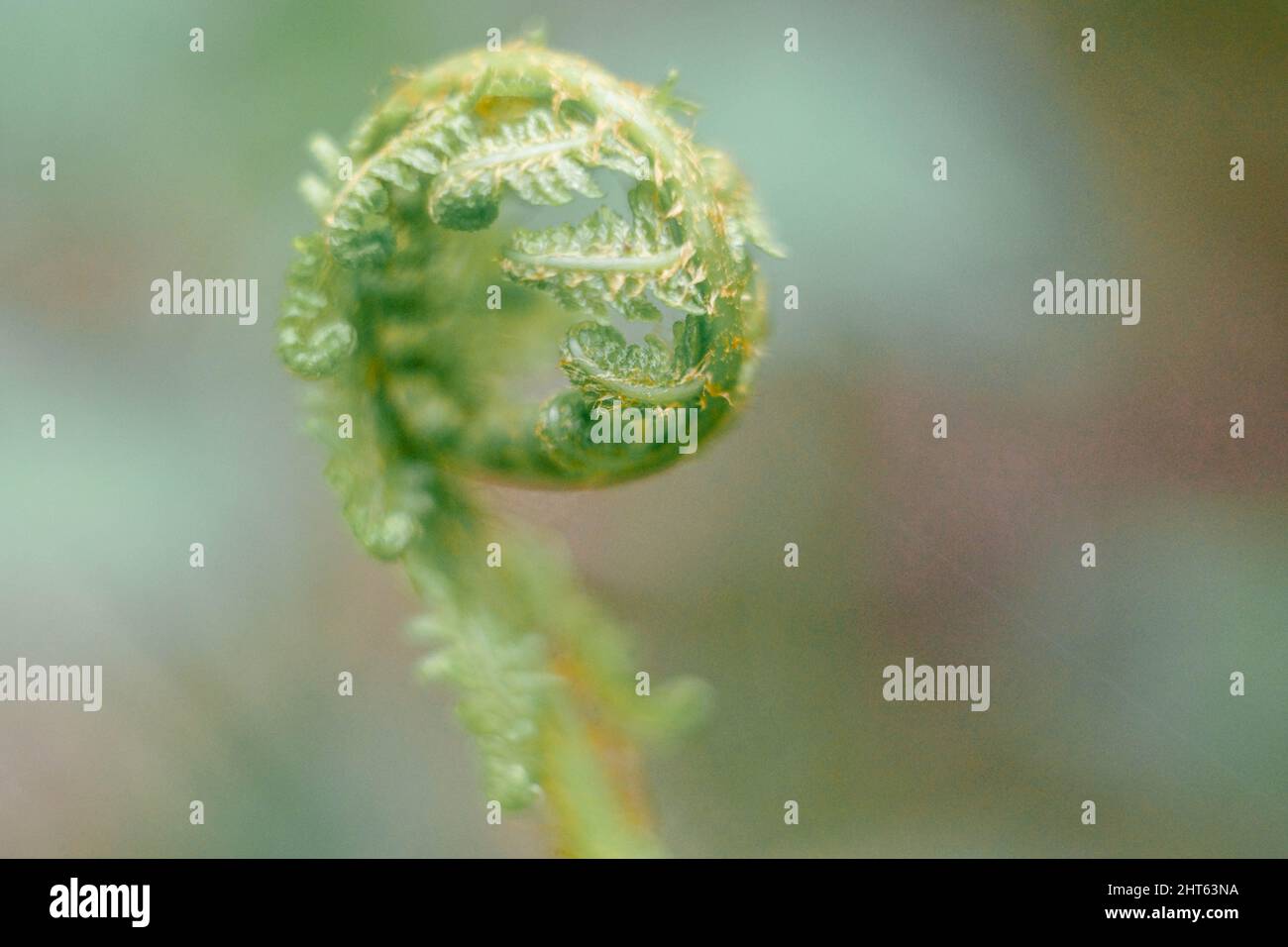 Curled young fern leaves hi-res stock photography and images - Alamy