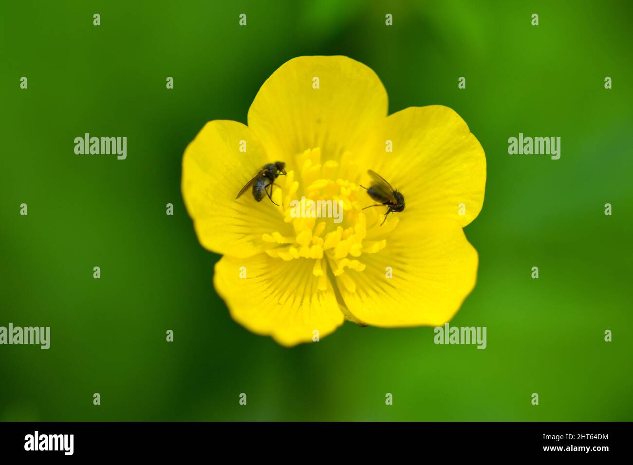 Selective focus shot of two insects inside a yellow buttercup Stock ...