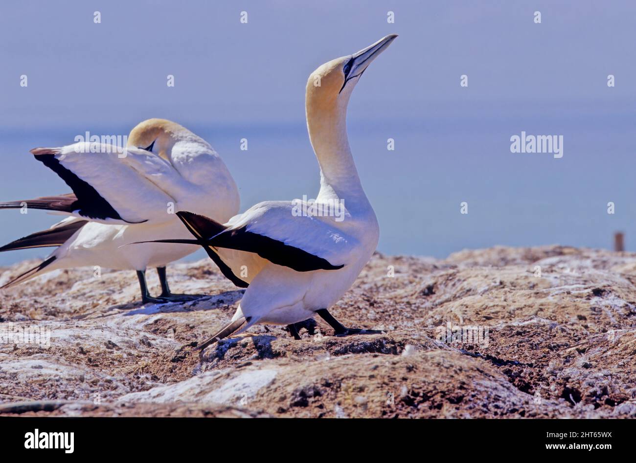 The Australasian (Morus serrator), also known as the Australian