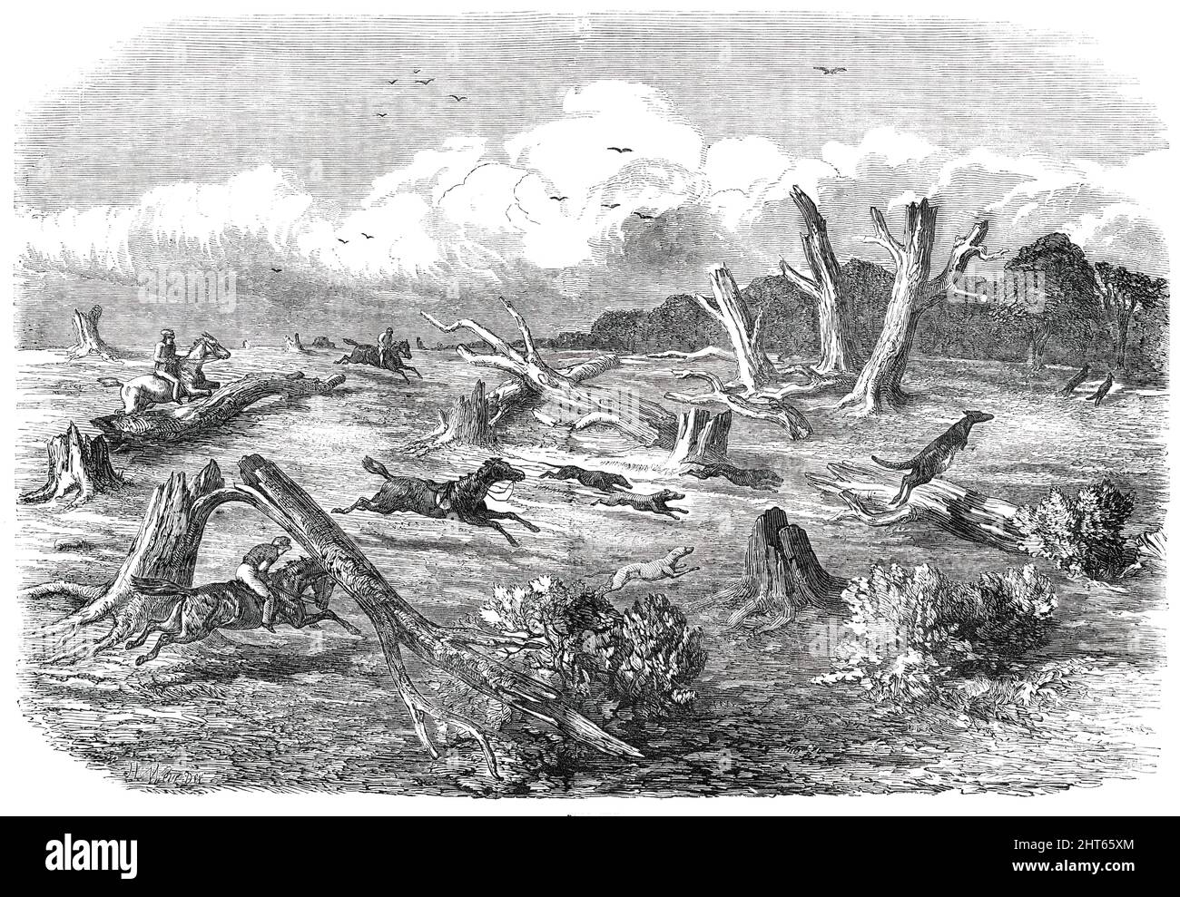 Full Cry, 1850. Kangaroo-hunting: '...the favourite colonial sport of Australia...the full chase, with its adventurous character across a half-cleared country; in which the flying leaps of the kangaroo are by no means exaggerated...'. Scene '...from the Sketch-book of a Settler, who was so struck with the novelty of the chase, that he has attempted to portray a few of its oddities...These timid creatures, which we disturbed while they were feeding, immediately took to the desert; and many a famous chase we had after them, over gum bushes and the rough surface of the loose limestone rocks. It i Stock Photo