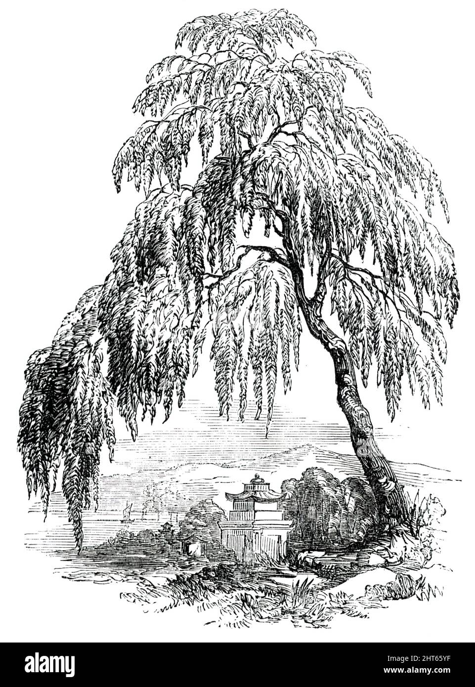 The Funebral Cypress, 1850. 'The traveller who appears originally to have noticed the Funebral Cypress...was Sir George Staunton, when exploring China in the embassy of Lord Macartney...Subsequently, however, Mr. Fortune met with it near the celebrated tea country of Whey Chow; and through the interest of that gentleman, Messrs. Standish and Noble, of the Bagshot Nurseries...have been enabled to import both seeds and young plants. Mr. Fortune describes this Weeping Cypress as...a noble looking fir-tree, about sixty feet in height, having...pendulous branches like the weeping willow...It will b Stock Photo