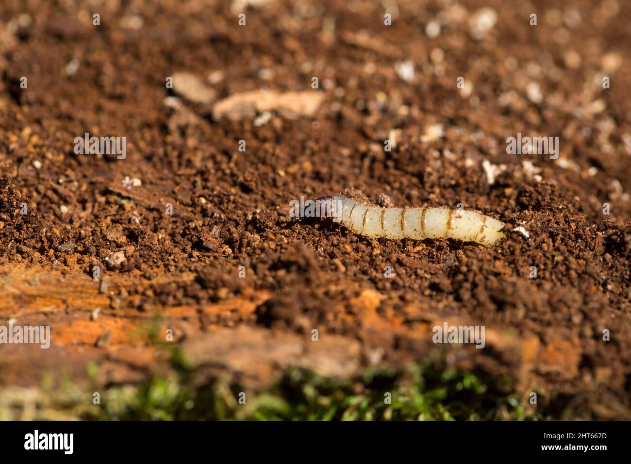 Awl-fly larva on rotten wood (Xylophagus sp) Stock Photo