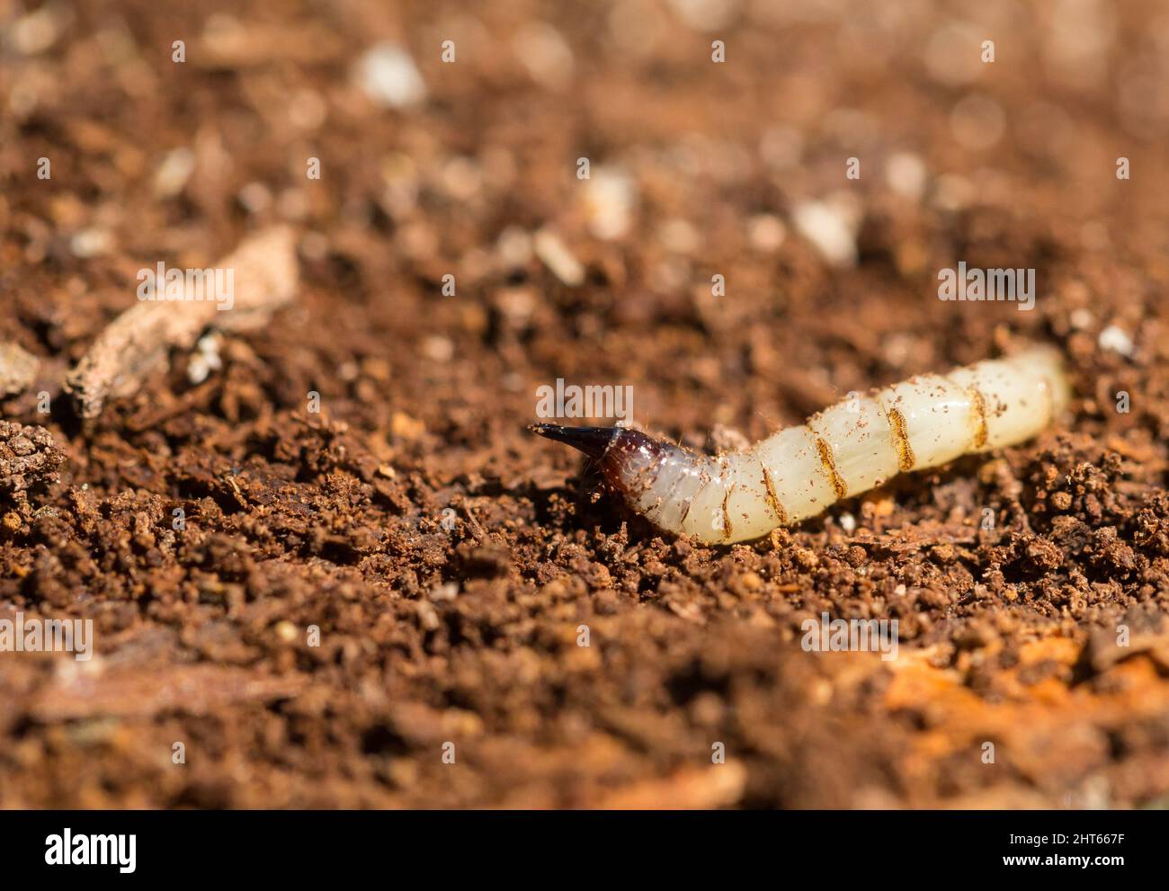 Awl-fly larva on rotten wood (Xylophagus sp) Stock Photo