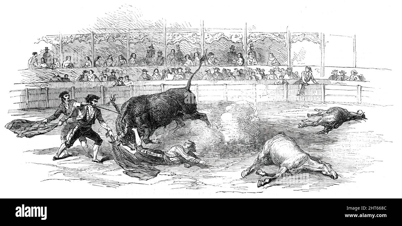 Bull-Fight at Madrid - Accident to Montes, the Matador, 1850. 'Montes, looking his enemy full in the face, waved his flag, and...waltzed up to his horns [and] shook the flag in the bull's face; but despite the confusion of fireworks and the noise of the spectators, this bull still knew the difference between a flag and a man. He aimed directly at the body, made a spring, and in an instant Montes was under his feet. The chulos ran forward, shook their flags-but in vain; the bull had already transfixed the calf of Montes, whose leg he was furiously shaking in the air; already he had withdrawn hi Stock Photo