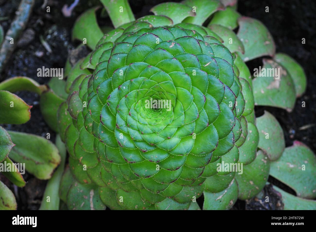 Closeup of a bright green succulent flower outdoors Stock Photo
