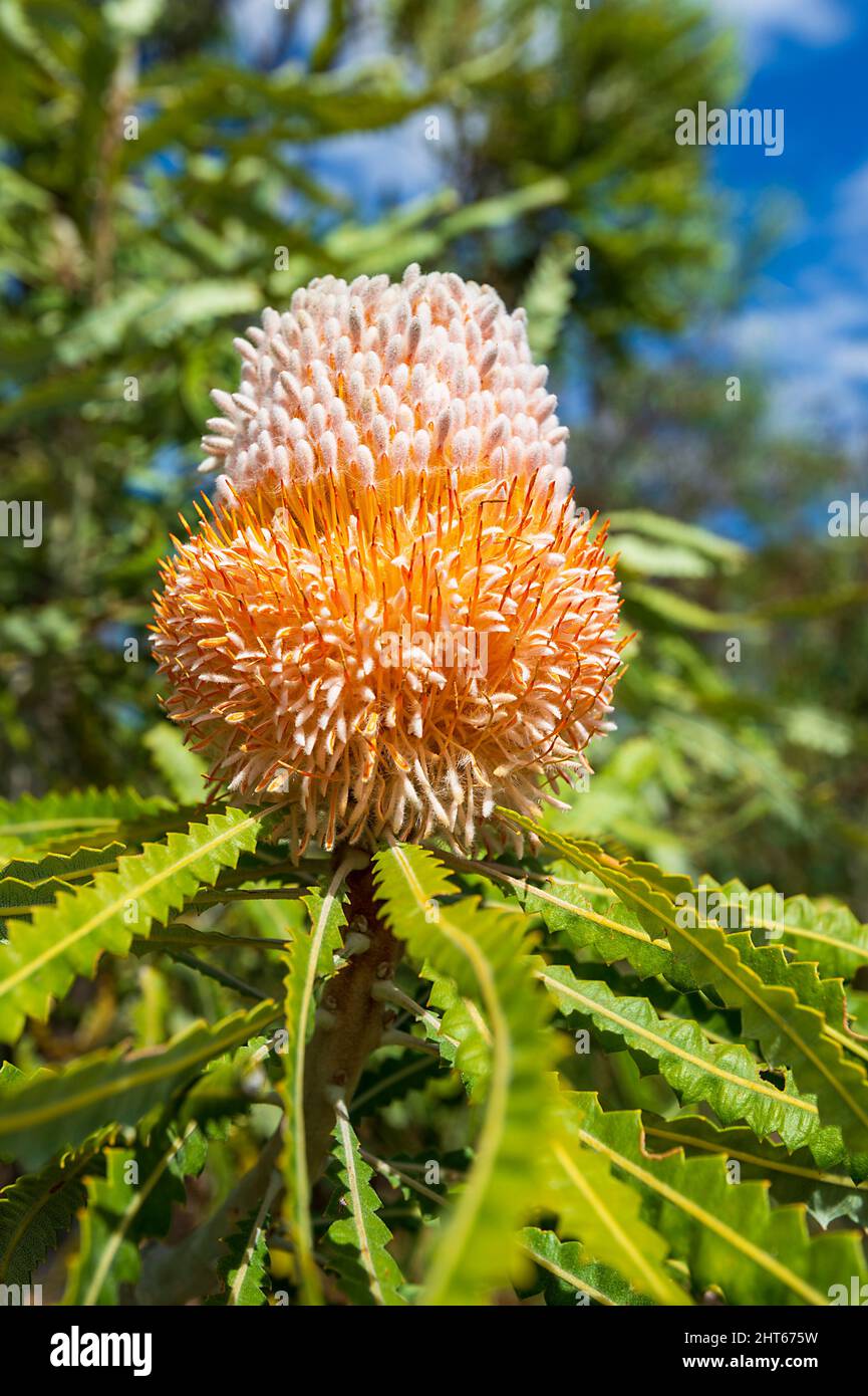 Close-up of an orange Banksia flower in bloom (Banksia victoriae), near Esperance, Western Australia, WA, Australia Stock Photo