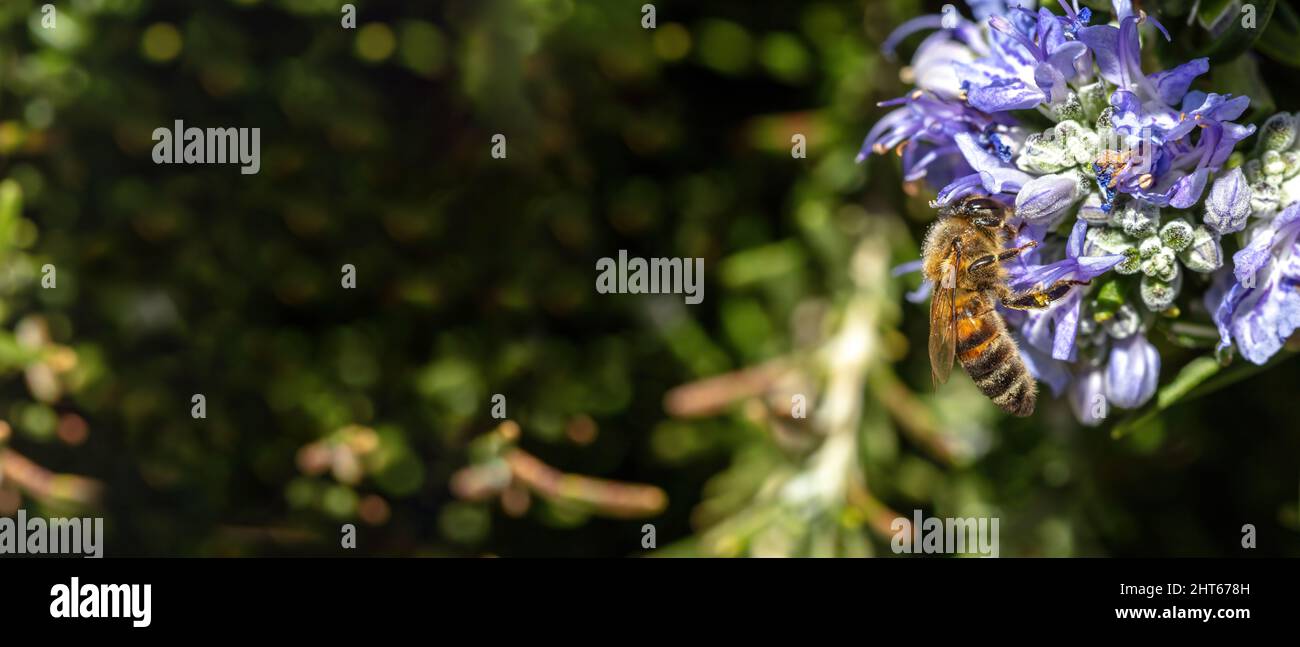 Honey bee on rosemary flower. Rosmarinus officinalis pollination. Honeybee collect nectar from blue purple blossom, close up view Stock Photo