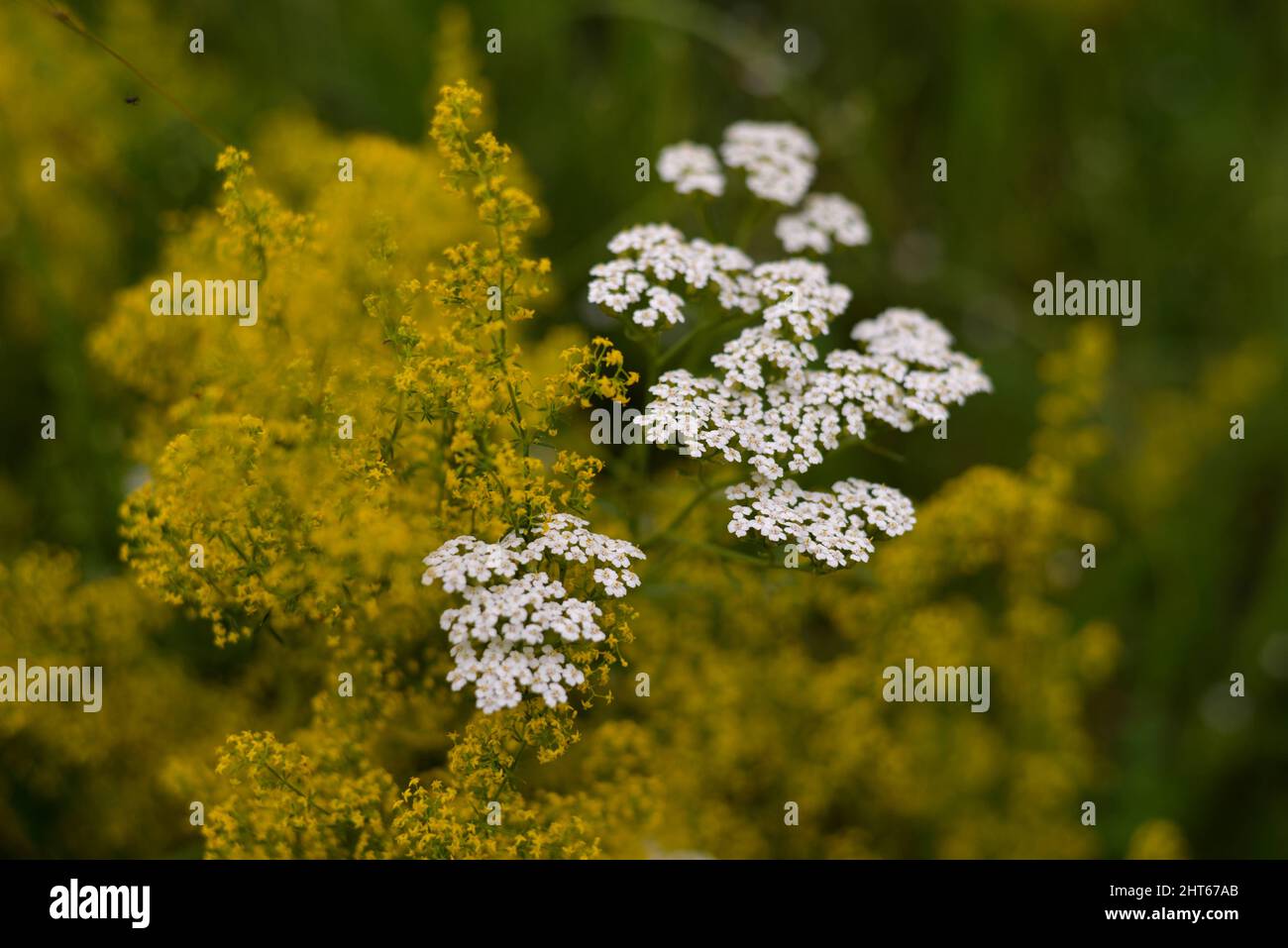 A selective focus shot of yarrow flowering plants (Achillea millefolium) Stock Photo