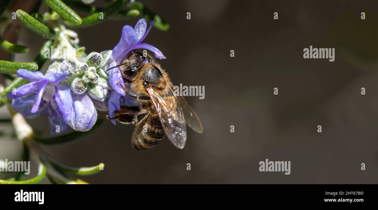 Honey bee on rosemary flower. Rosmarinus officinalis pollination. Honeybee collect nectar from blue purple blossom, close up view Stock Photo