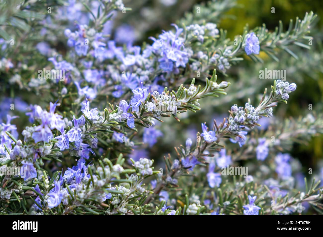 Rosemary blooming bush background. Fresh rosmarinus officinalis blue purple blossom plant close up view Stock Photo