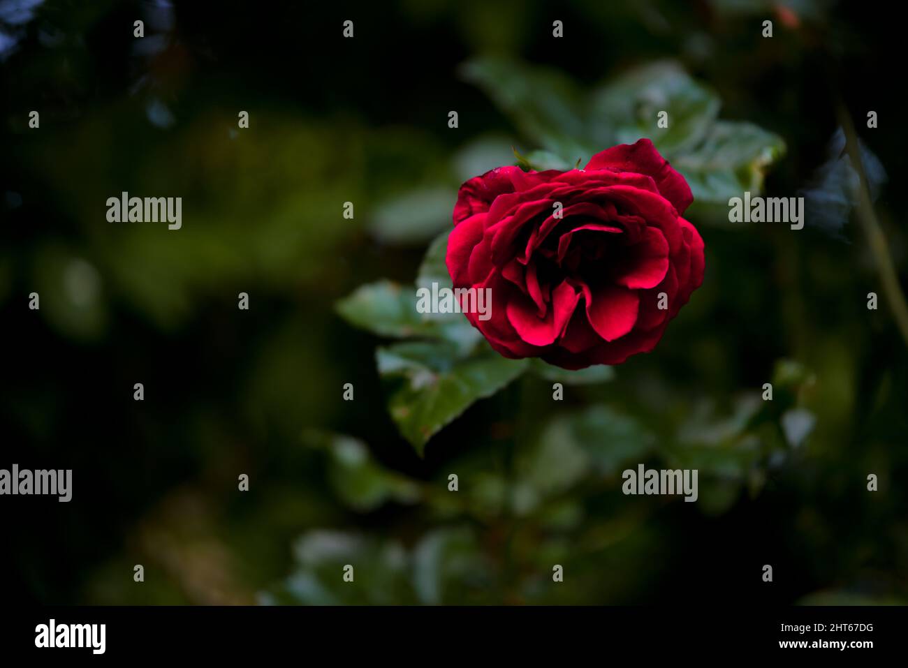 Closeup of the beautiful red rose in the garden Stock Photo - Alamy