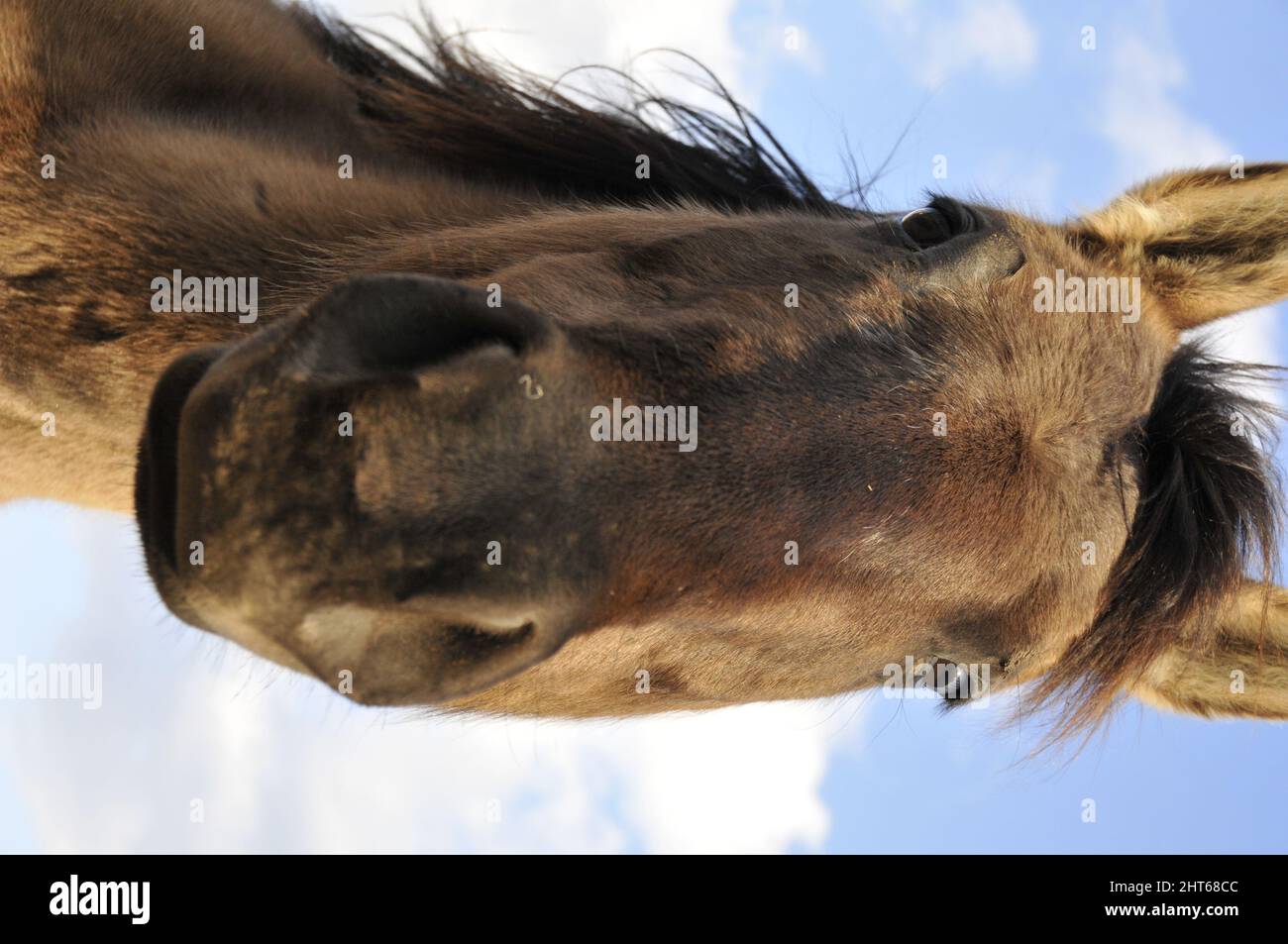 American quarter horse stallion hires stock photography and images Alamy