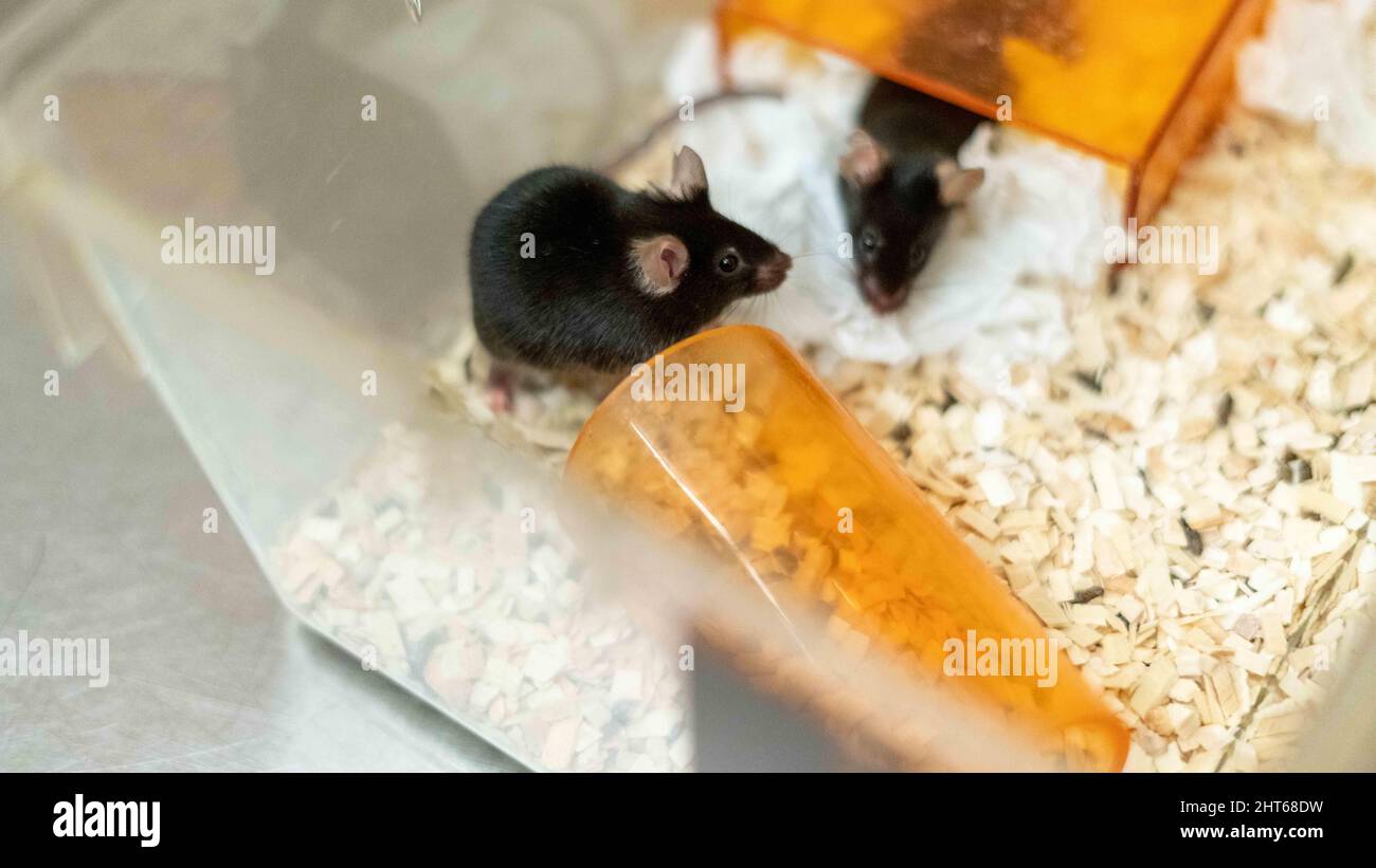 Picture of View of cute hamsters in the cage with wood shavings Stock Photo - Alamy